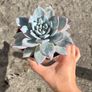 plant Image 2