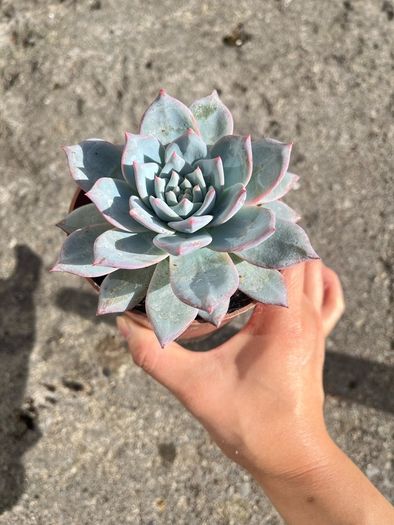 plant
