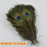 Real Peacock Feathers Image 7