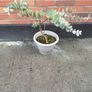Eucalyptus Plant Image 3