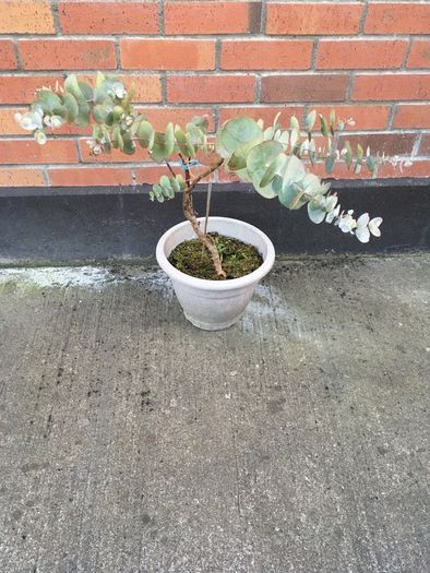Eucalyptus Plant