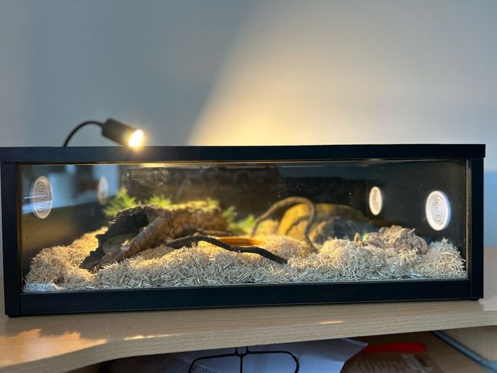 Hatchling Snake Starter Kit