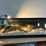 Hatchling Snake Starter Kit Image 5