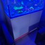 red sea reefer 350 Image 4