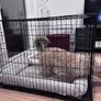 Dog Cage Image 4