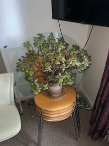 Jade plant, Money plant for good luck, at least 40 years old