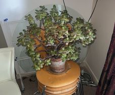 Jade plant, Money plant for good luck, at least 40 years old