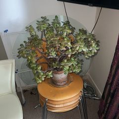 Jade plant, Money plant for good luck, at least 40 years old