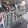 pet Image 4