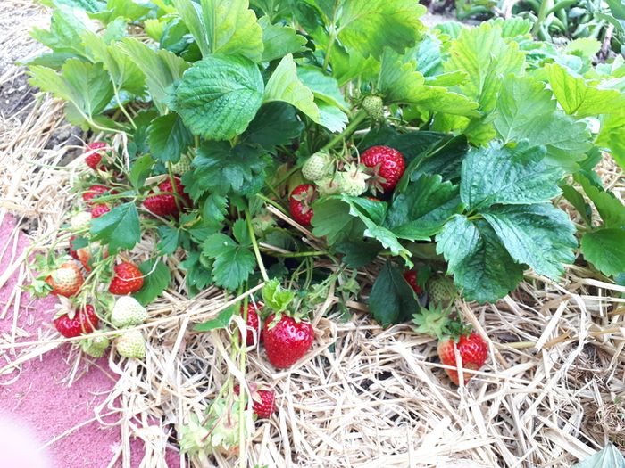 Strawberry Plant