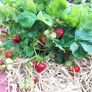 Strawberry Plant Image 6