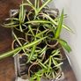 Spider plant pups house plant Image 4