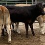 4 super bulling heifers Image 7