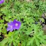 130 flowering plants to clear. Image 4