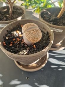 Lithop succulent