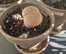 Lithop succulent