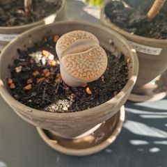 Lithop succulent