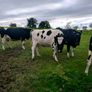 British Fresian springing heifers Image 2