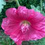 Large holly hock flower seeds (40) Image 2