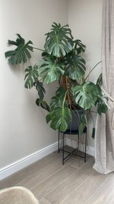 Beautiful Monstera Plant