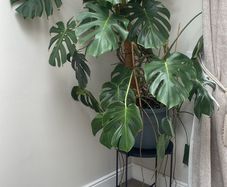Beautiful Monstera Plant