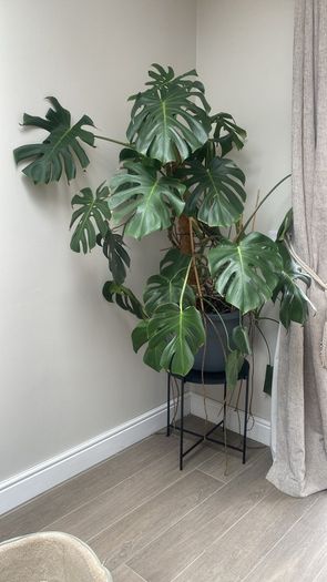 Beautiful Monstera Plant