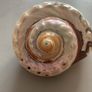 Shell Image 5