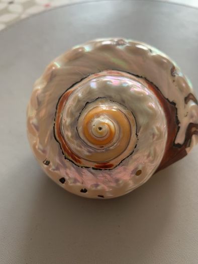 Shell