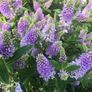 plants Image 3
