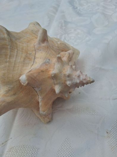 Large Queen Conch Shell