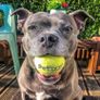 Super Tennis Balls For Dogs, Throw and Fetch, Outdoor Exercise (Pack of 12) Image 2