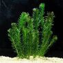 Aquarium plants for sale Image 4