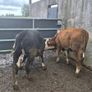 Hereford heifers Image 6