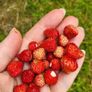 Wild strawberry. Delicious and aromatic berries. Image 2