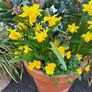 Narcissi Tete  tete clumps Image 5