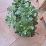 Aeonium Canariense succulent Image 3