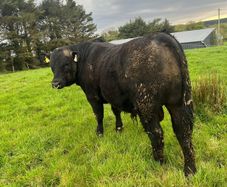 Angus bulls