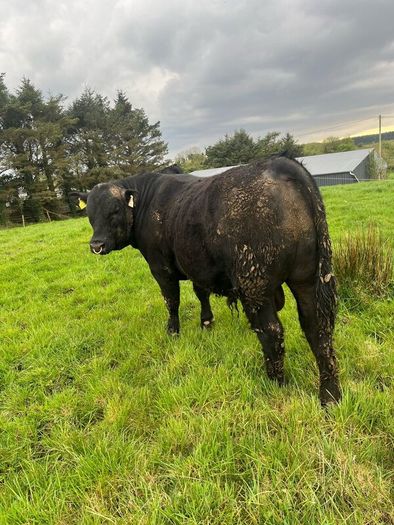 Angus bulls