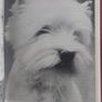 West Highland White Terriers (Incl P+P) Image 3