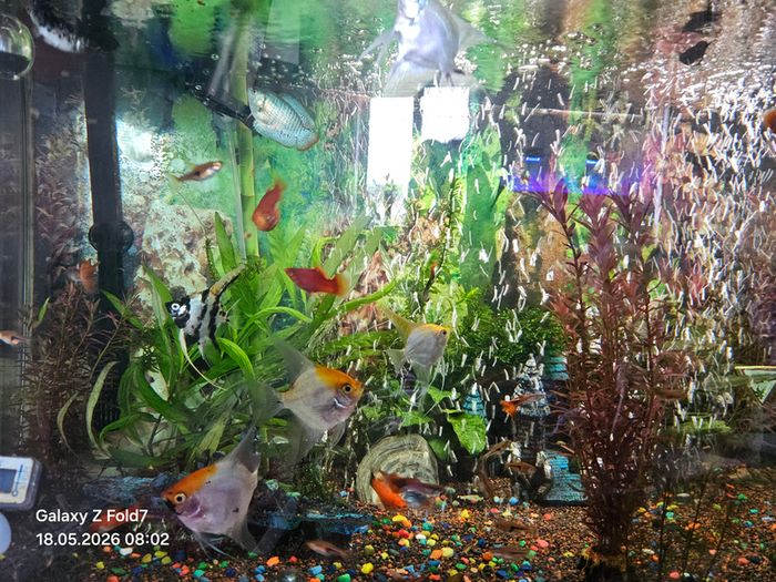 aquarium with fish and full equipment