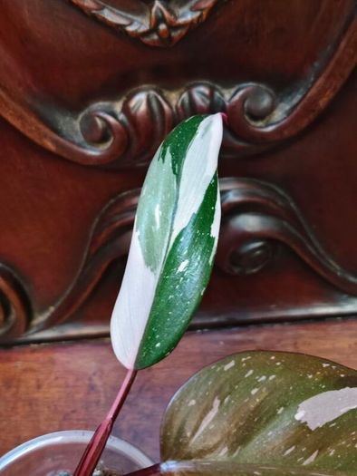 Philodendron Red Anderson