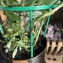 beautiful plant Image 3