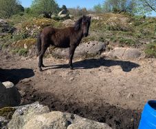 10 month old connemara colt for sale