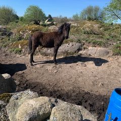 10 month old connemara colt for sale