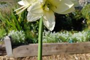 Canadian Ice Amaryllis