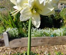 Canadian Ice Amaryllis