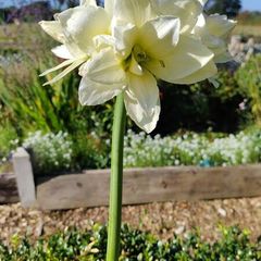 Canadian Ice Amaryllis
