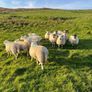Hilltex organic ewe lambs Image 4