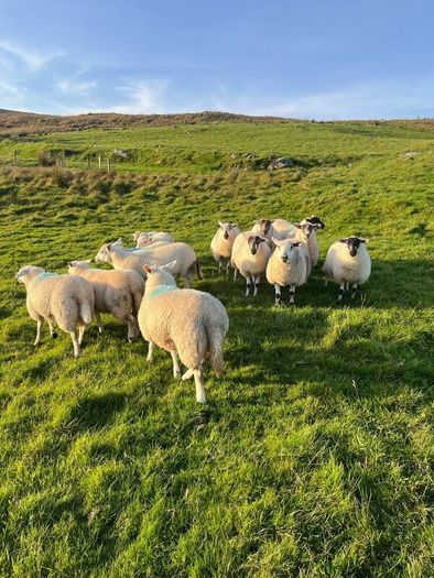 Hilltex organic ewe lambs