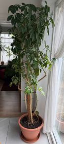 Schefflera Nora Plant